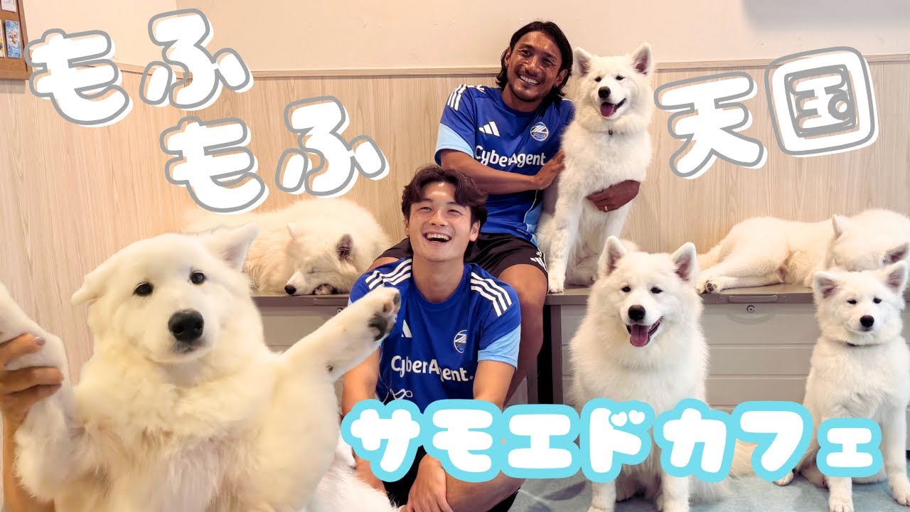 【癒し】サモエドカフェアル町田店に #中島裕希 選手＆ #桑山侃士 選手が行ってみた！！