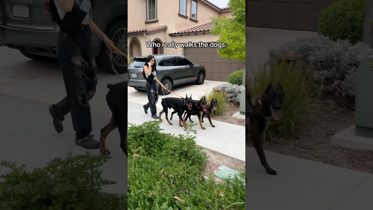 The dogs barely listen to the spare human😂 