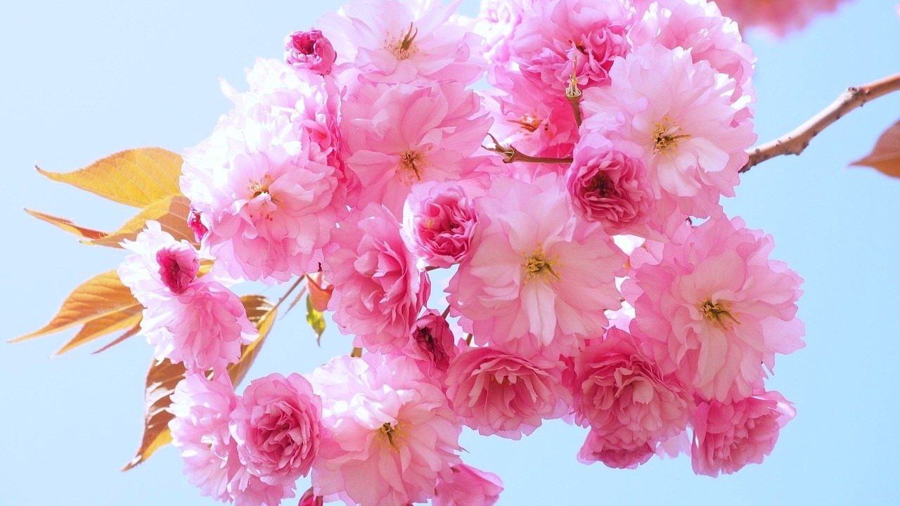 Beautiful Piano Music🌿Beautiful Spring Flowers🌸