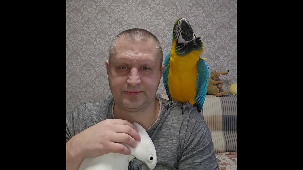 СКОЛЬКО СТОИТ СОДЕРЖАНИЕ БОЛЬШОГО ПОПУГАЯ? ЦЕНЫ НА КРУПНЫХ ПОПУГАЕВ. ЦЕНЫ НА КЛЕТКИ И ВОЛЬЕРЫ.