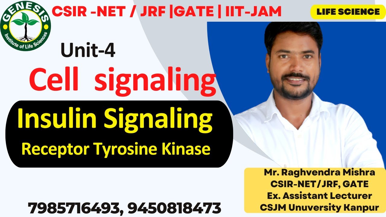 Receptor Tyrosine Kinase | Insulin Signaling | Cellular communication | L-8
