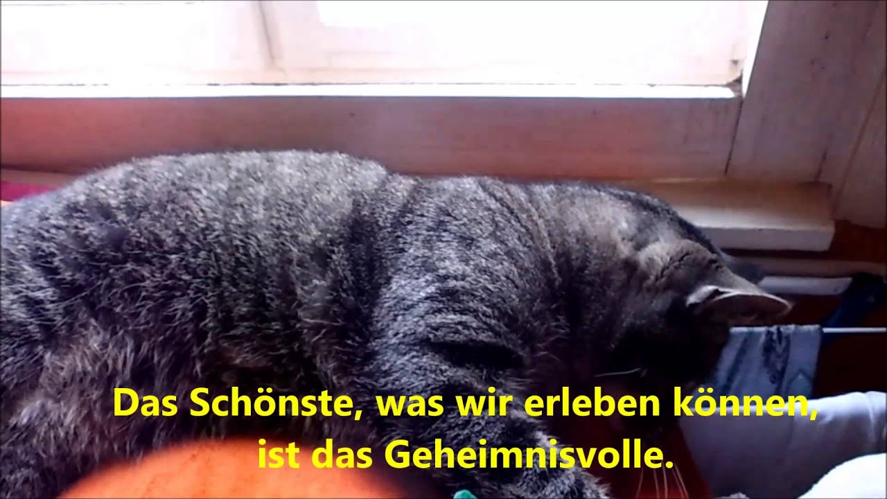 Einstein, Zitate und der Weihnachtselch