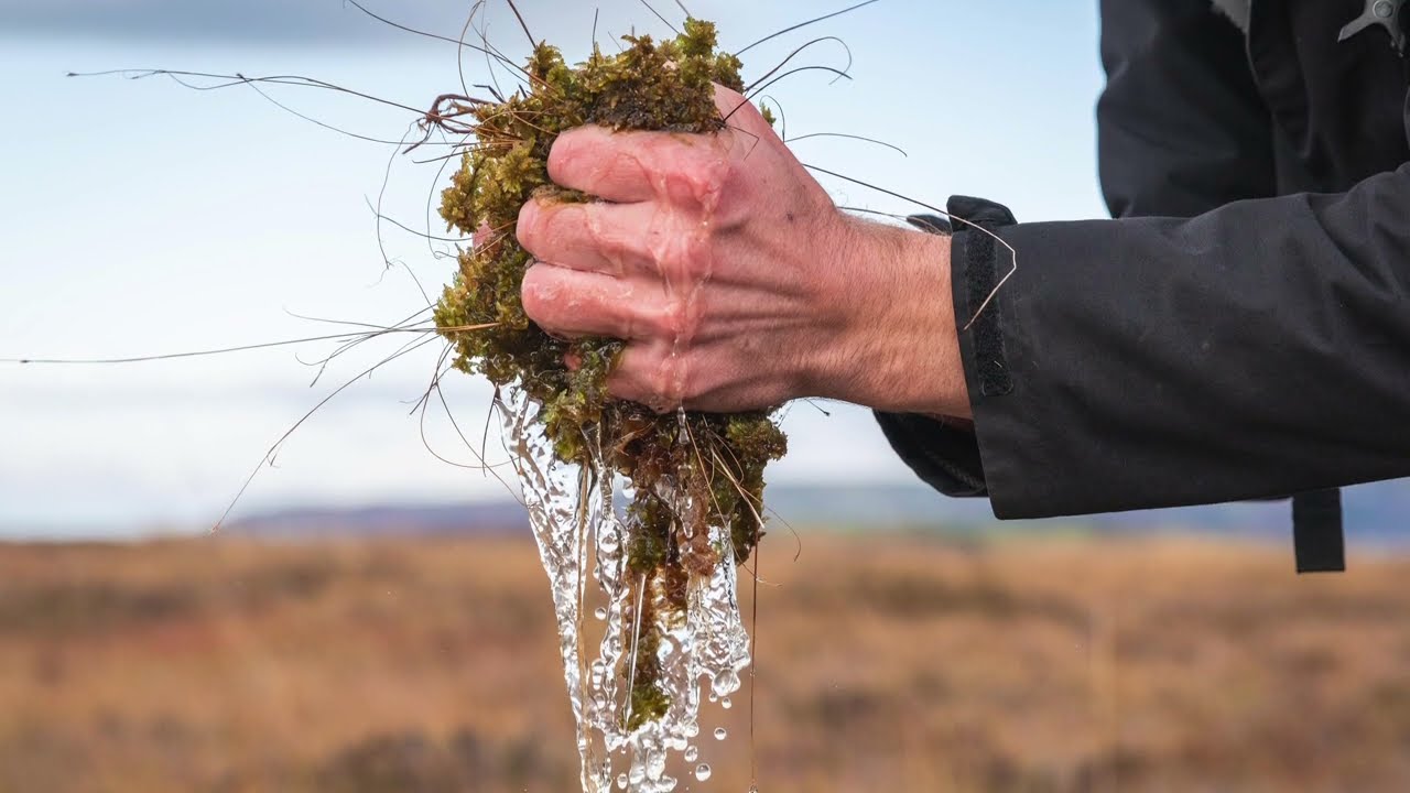 LIFE Welsh Raised Bogs