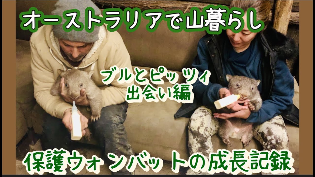 Ep.2  ブルとピッツィの出会い編　【保護ウォンバットの成長記録】