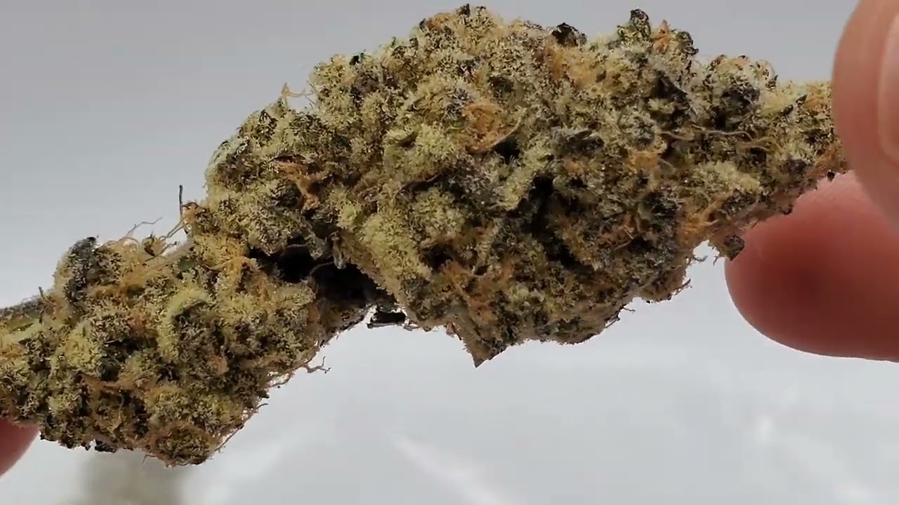 Unboxing Le Chef Boyardee- Purple Ice Water Pheno hunt- Bloom Seed Co