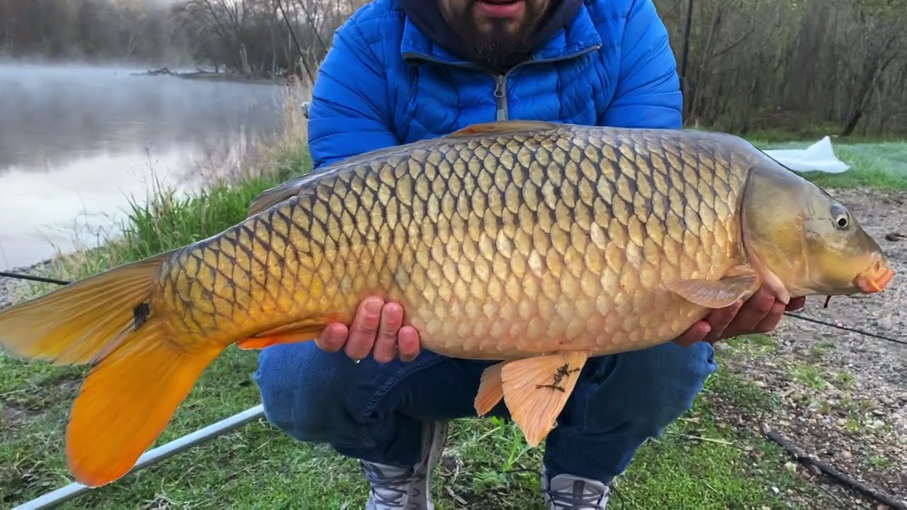 PESCANDO CARPAS CON EL MEJOR ARREGLO!!, de regreso a la pesca