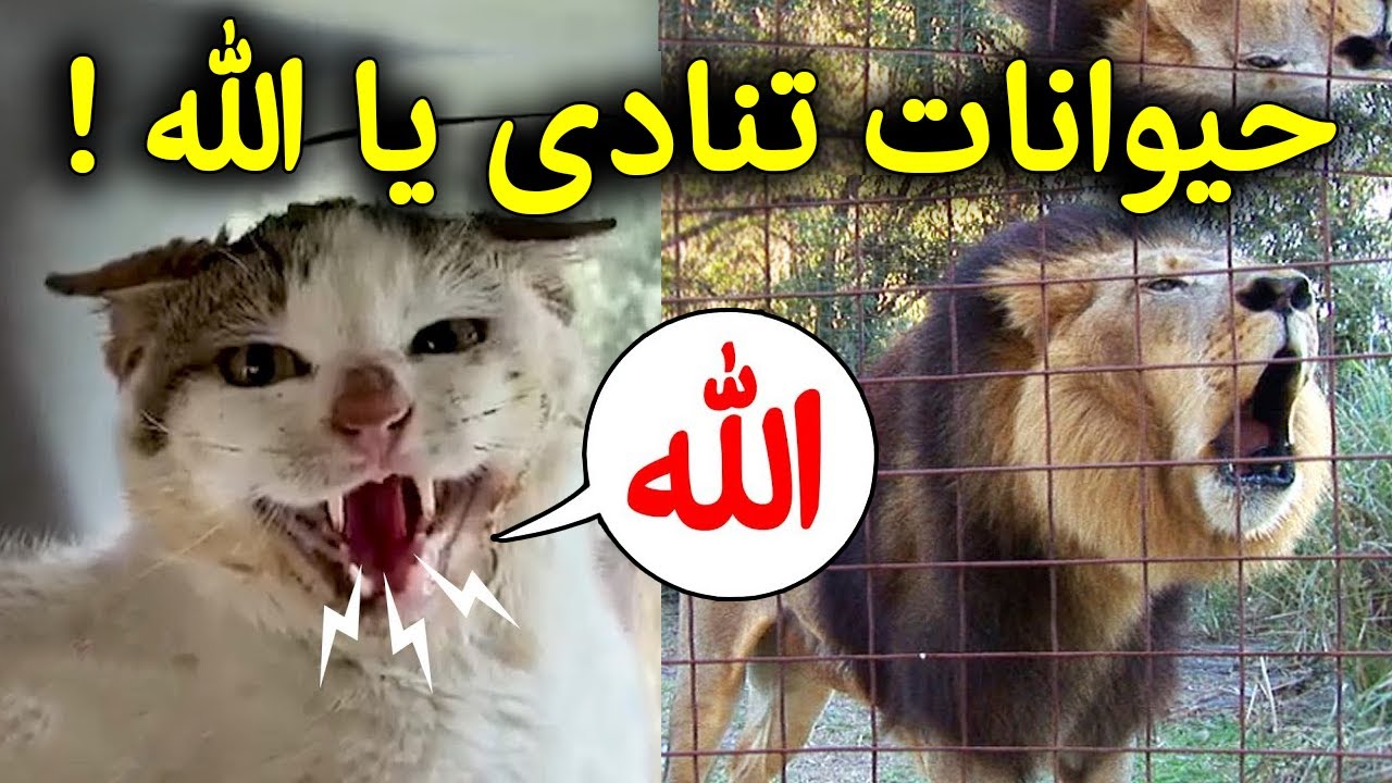 سبحان الله،7 حيوانات تتكلم مثل البشر تماماً وتذكر الله امام الاف المسلمين وانتم غافلون عنها !!