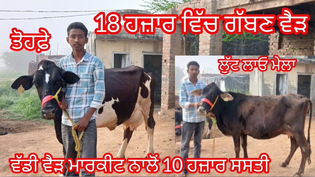 9 March 2026 ਛੋਟੇ ਛੋਟੇ ਮੁੱਲ ਵਿੱਚ ਵੈੜਾ ਗੱਬਣ ਵੈੜ ਸਿਰਫ 18 ਹਜ਼ਾਰ ਵਿੱਚ ਲੁੱਟ ਲਓ ਮੇਲਾ /cow for sale 