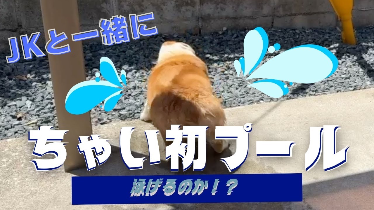 【初プール】パピーコーギー初めて泳いだらぎこちなすぎて滅♡ってなくらいまだまだ泳げず