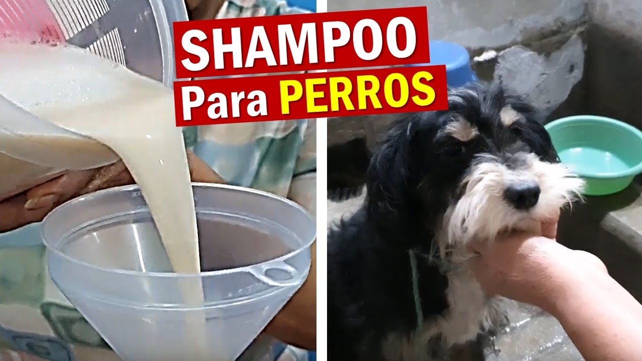 SHAMPOO Casero Artesanal Para PERROS Con PIEL SENSIBLE Que Huela Rico Ojitos Con Amor