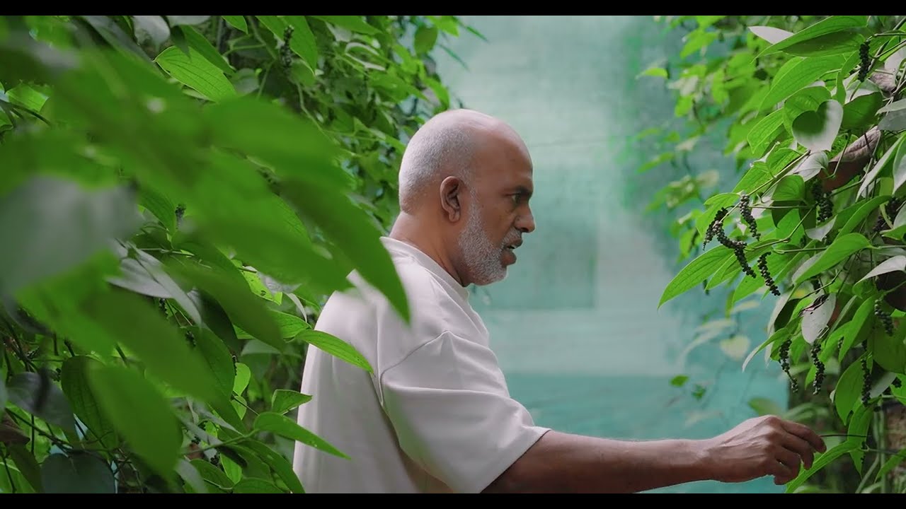 കൃഷിയെ ബിസിനസ് ആയി തന്നെ കാണണം - റഷീദ് പാനൂർ | Pepper cultivation is a long-term business approach 