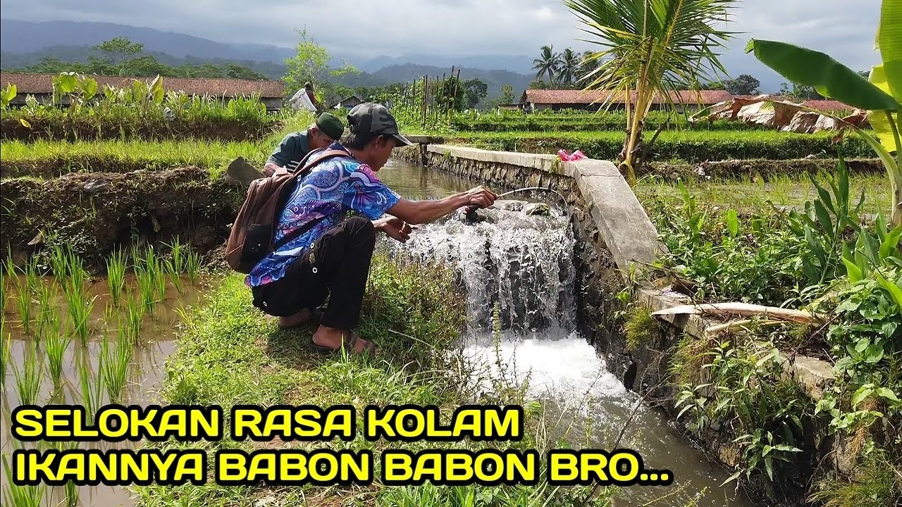 Mancing di Selokan Rasa Kolam Ikannya Besar besar #LM06