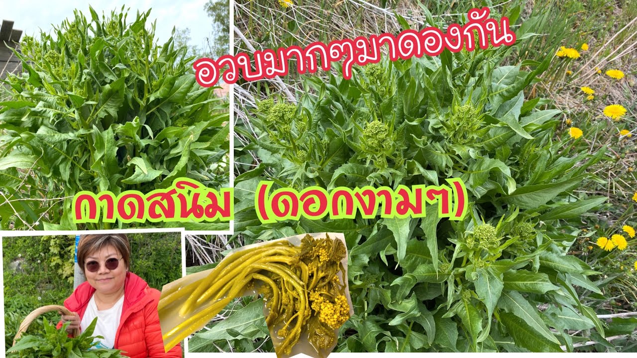 เก็บผักกาดสนิม💯(ผักป่าสวีเดนอวบๆ),มาดองส้มผัก Ryssgubbe,Turkish Ricket(Bunias Orientalist) 28 /5/22