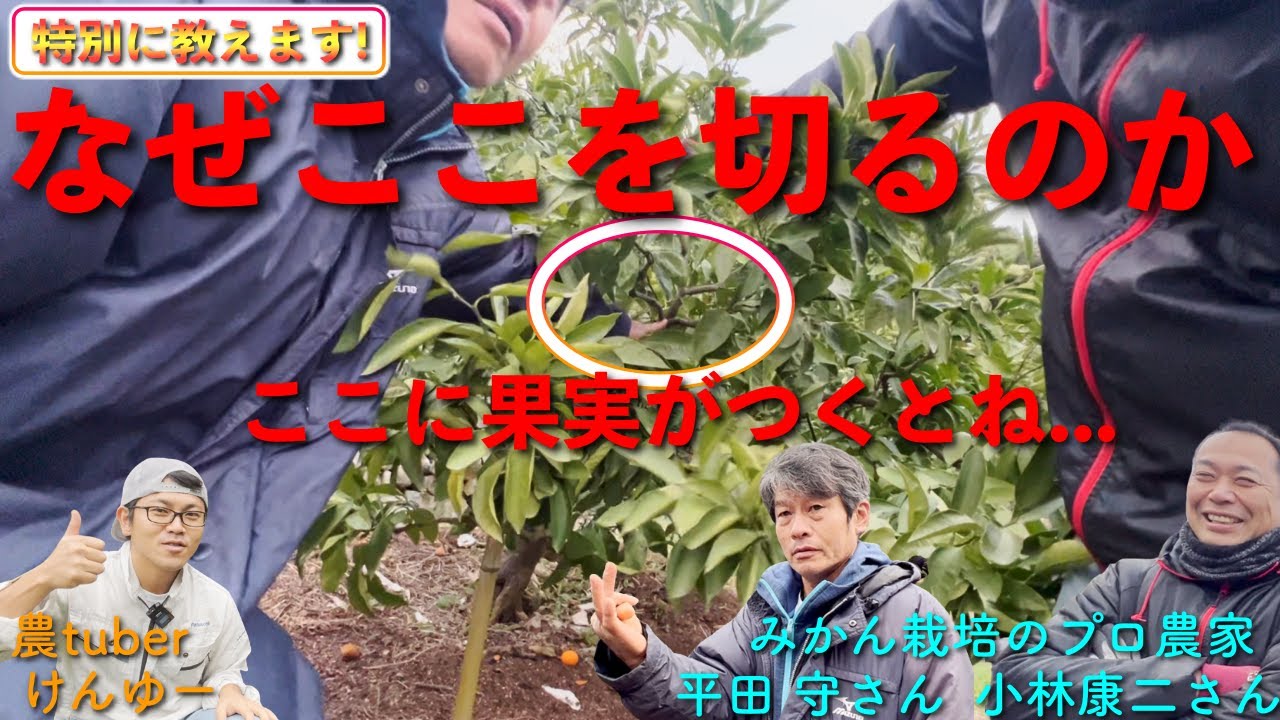 【みかん剪定】プロみかん農家が教える「みかんの剪定」と「冬の状態」！今回も目から鱗です！【長崎県 小林さん&守さん】