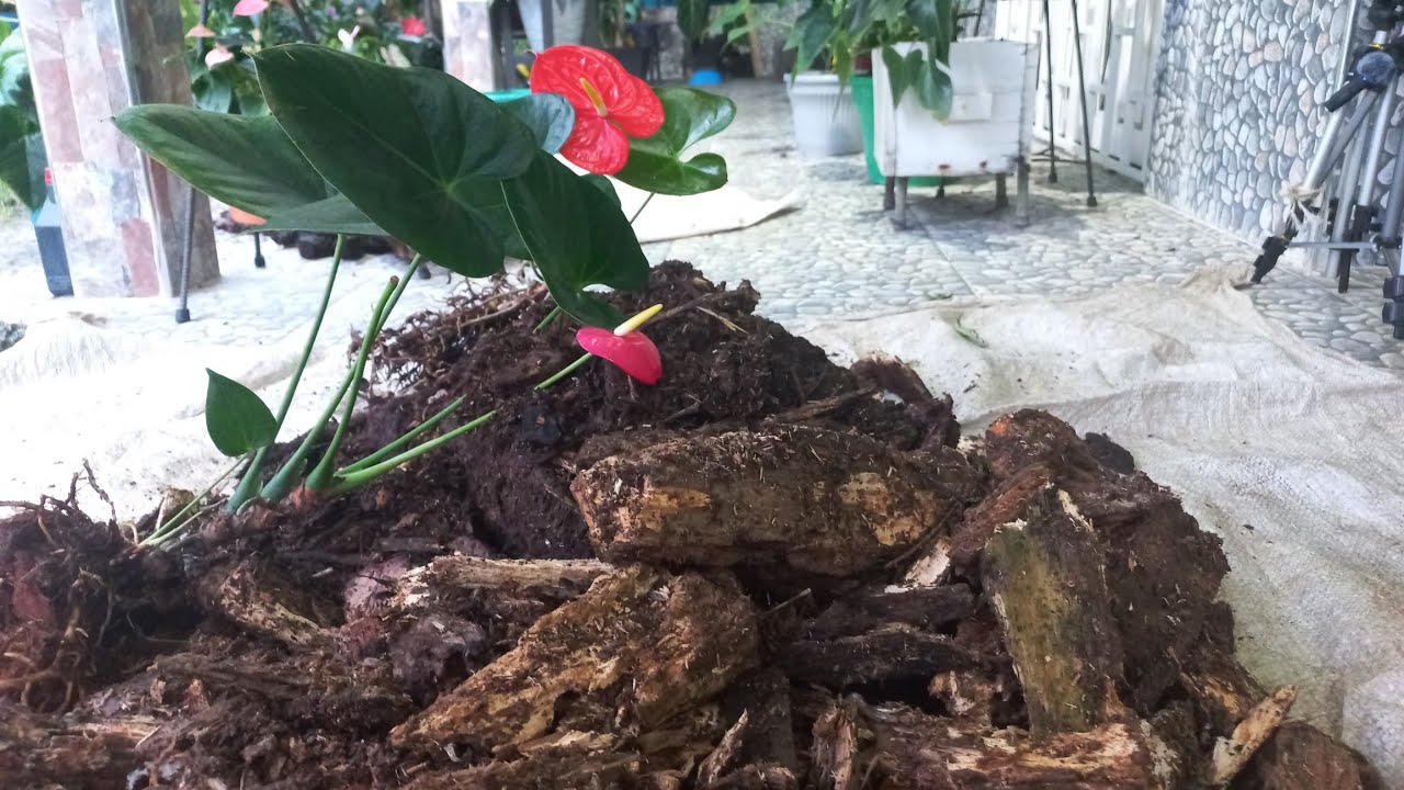Estuve en la finca y encontré sustrato para mis anturios!!