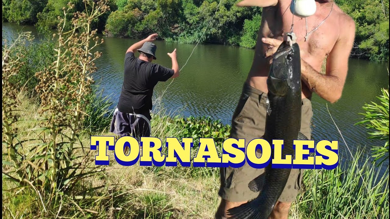 Por las tarariras tornasoles en Pesca en agua dulce