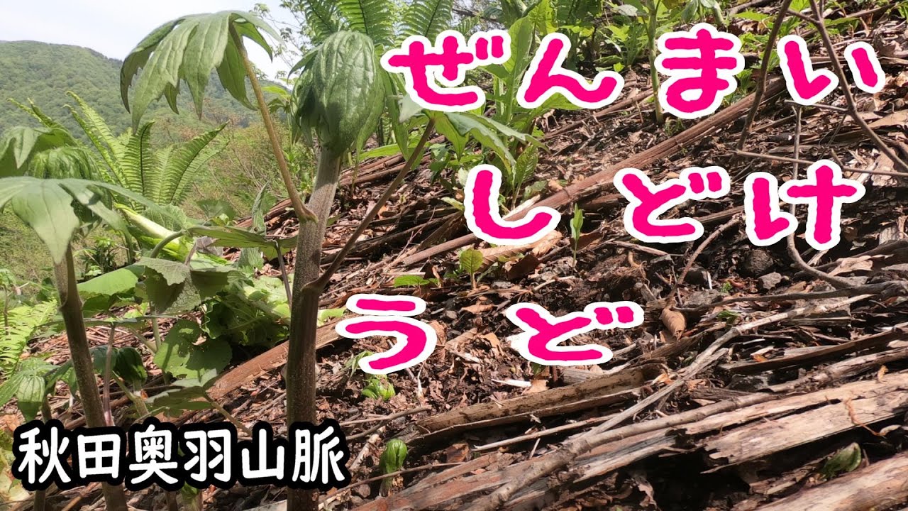 しどけ　ぜんまい　うどが盛りになりました