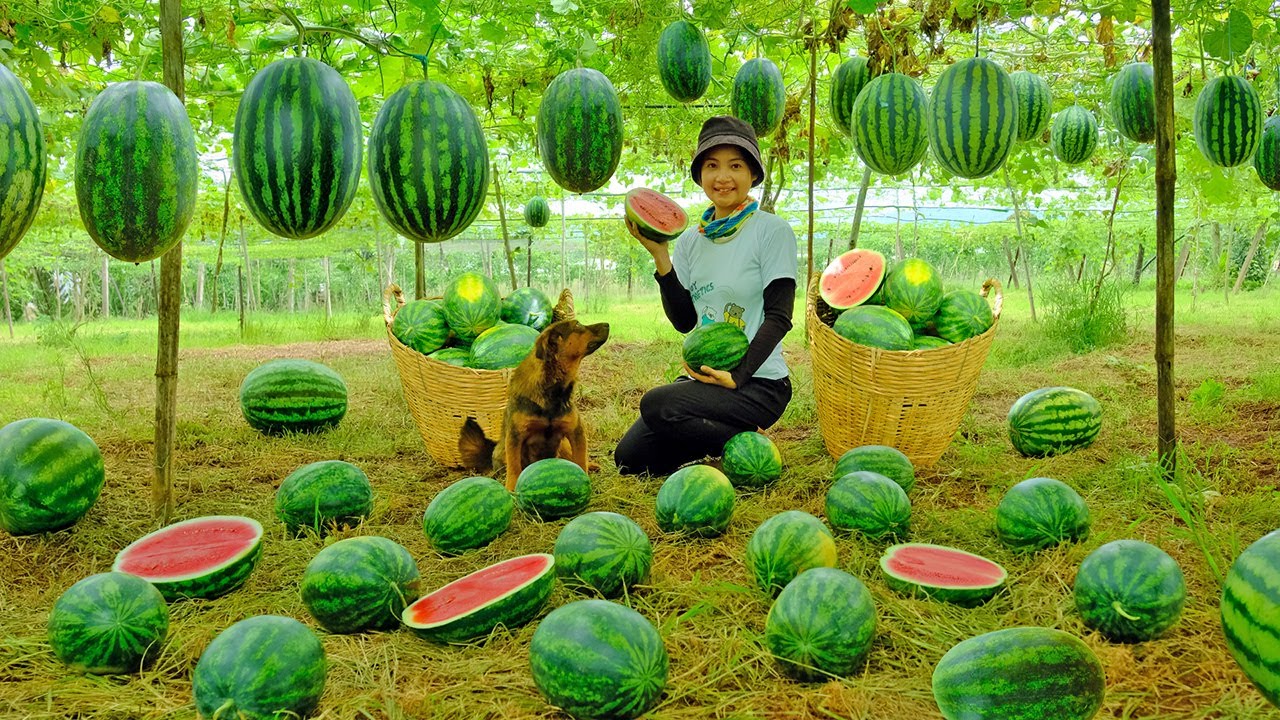 Harvest Watermelons To Sell At The Market, Build A New Kitchen Shelf With Wooden Planks.