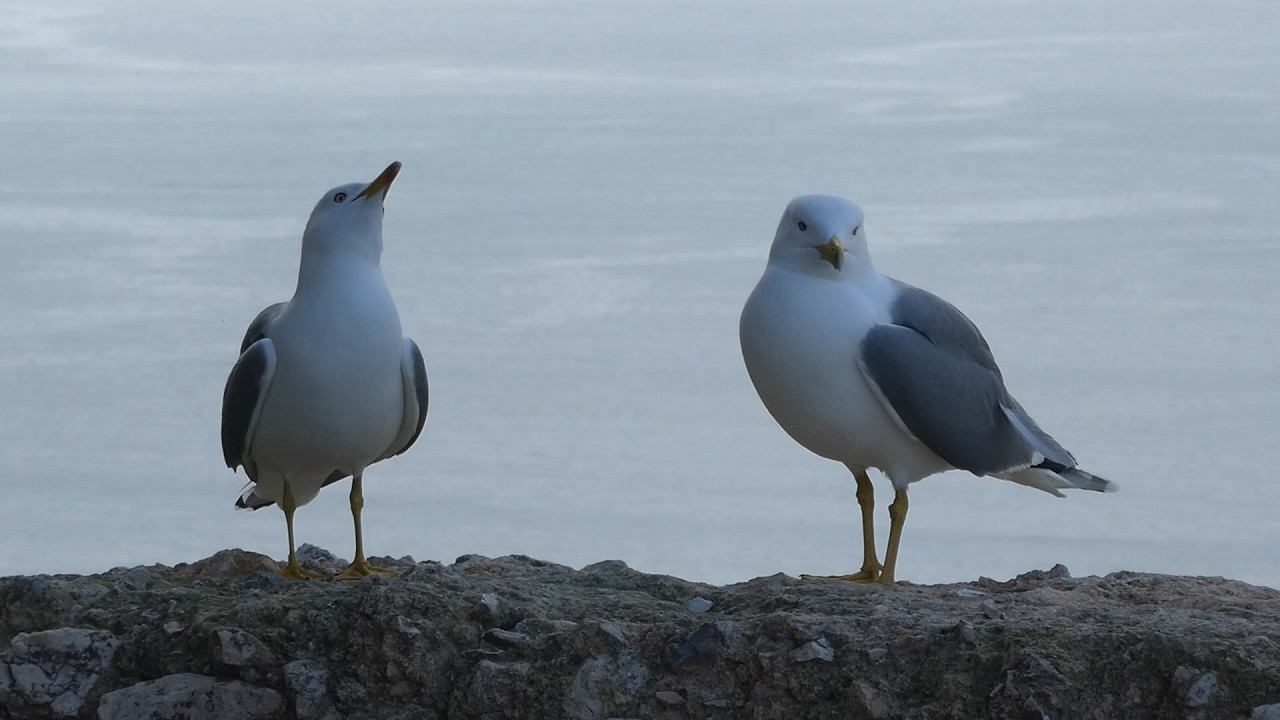 Yellow-legged gull pair begging food (Calpe, Spain)