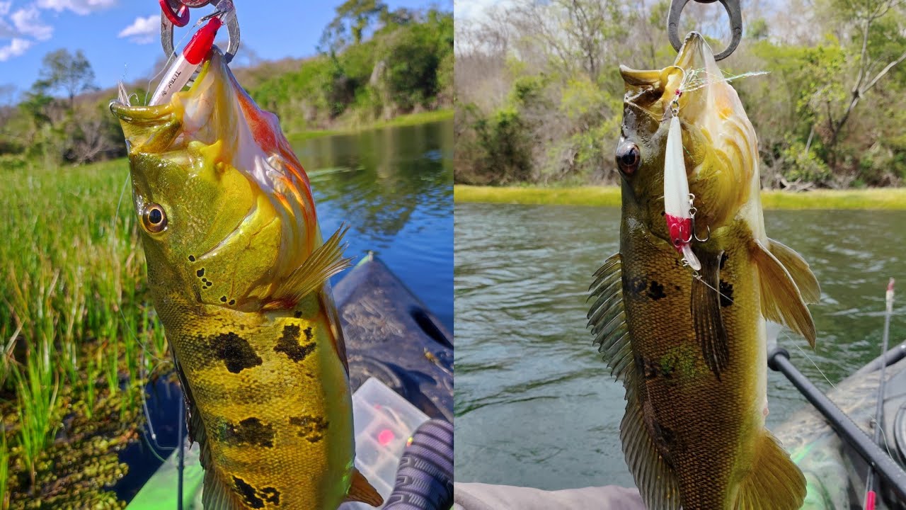 Pescaria de Tucunaré Em Cariús 