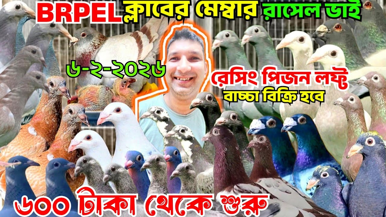 মাত্র ৬০০ টাকা পিস ক্লাবের রেসার কবুতর বাচ্চা বিক্রি। BRPEL ক্লাবের রেসার কবুতর বাচ্চা কিনুন। রাসেল