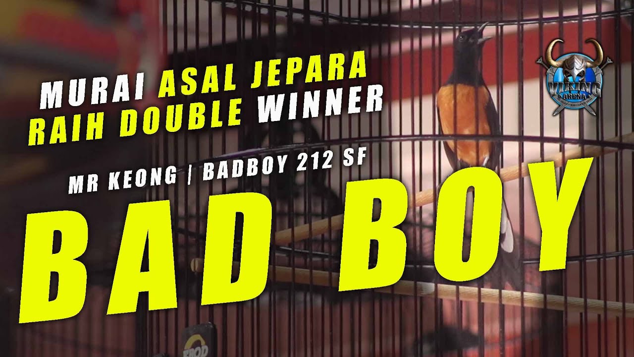 VIKING ARENA || Murai batu BAD BOY 212 gaco Mr Keong || Double Winner