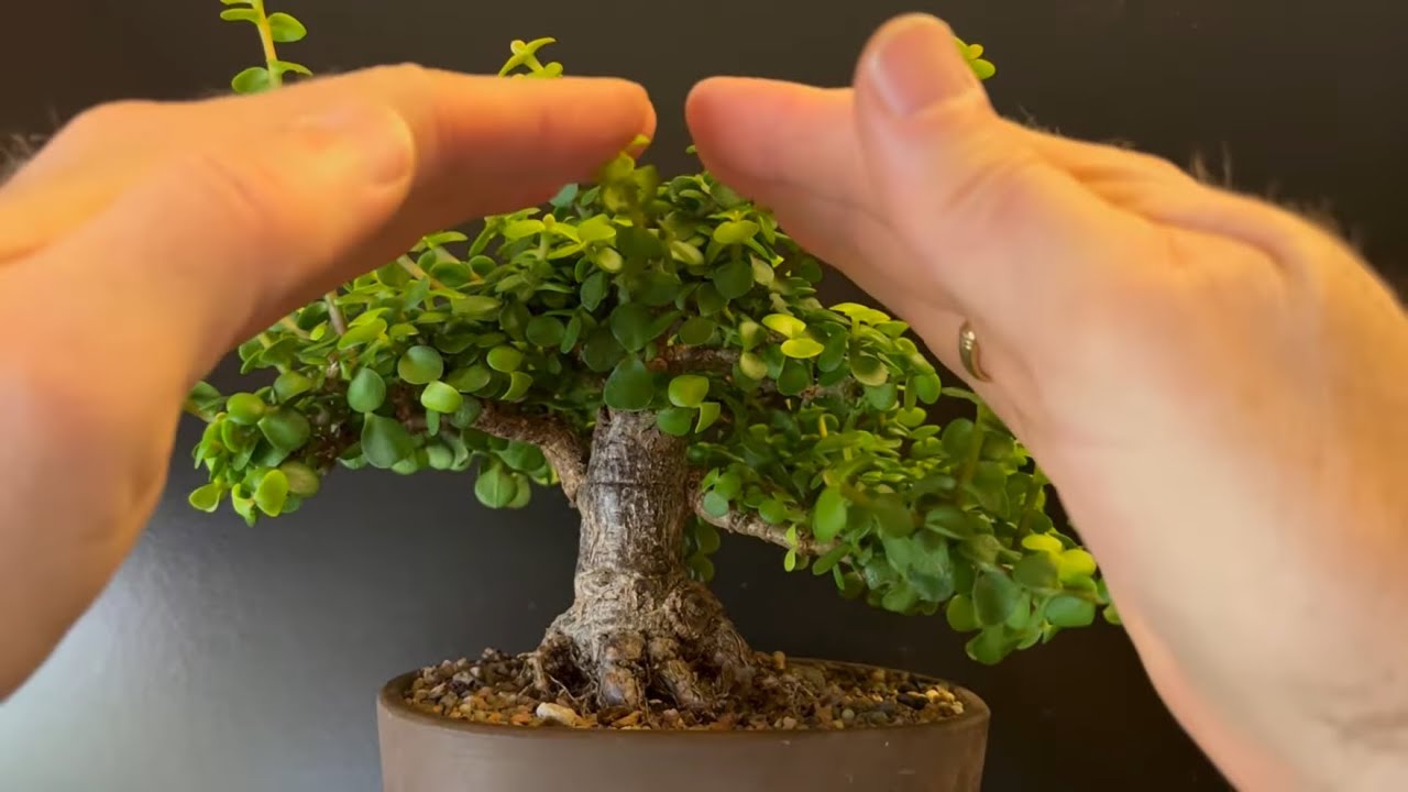 Detailed Pruning Of My Gold Leaf Dwarf Jade Bonsai Tree 