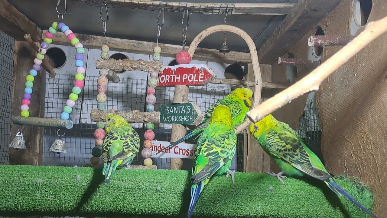 “Cuteness Overload! Budgie Babies in Real Time ❤️”