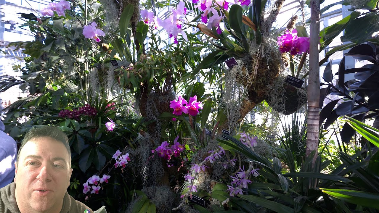 Amazing Tropical Plant Displays at The Missouri Botanical Garden Orchid Show Plant Haul of Course