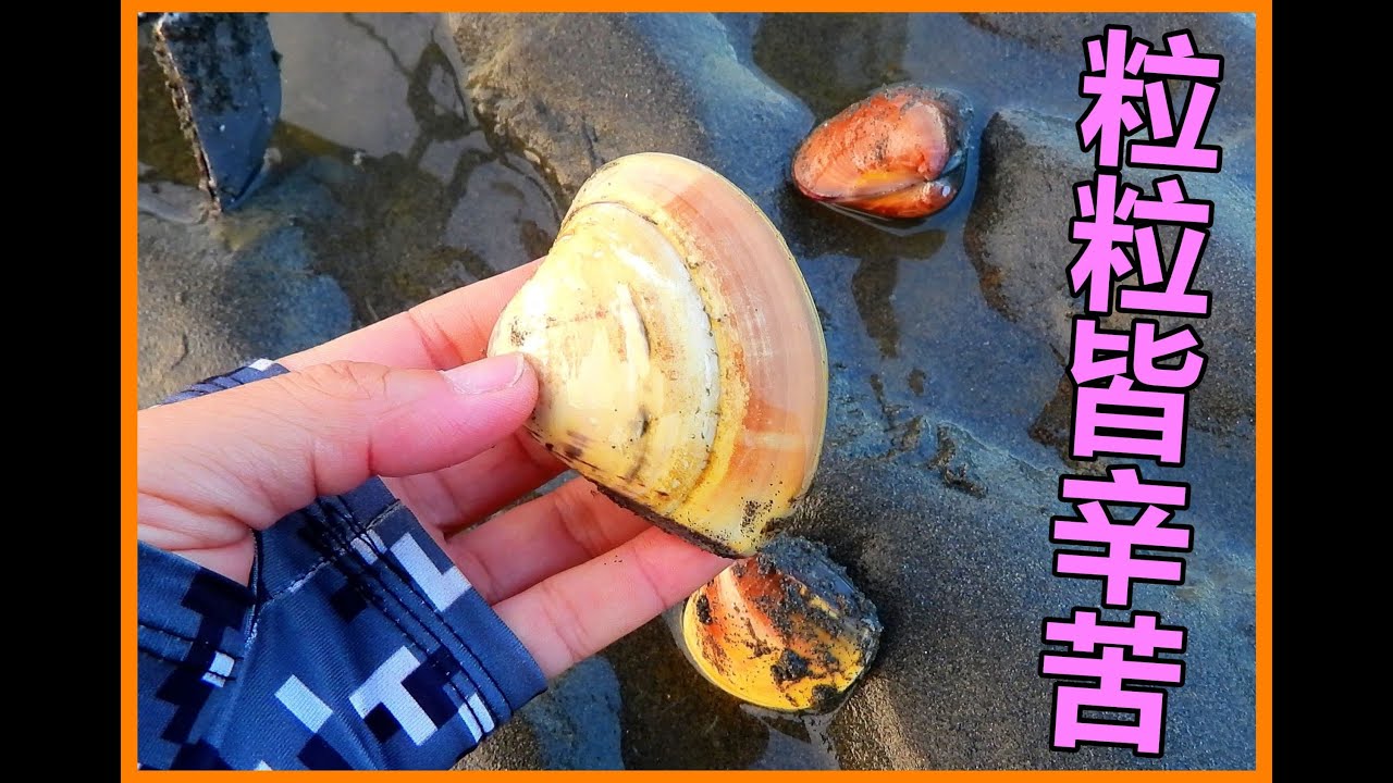 【吳小珍】耙蛤~也是藝術家!  潮間帶的逆行人生。  (挖蛤蜊、耙蛤、漢寶溼地、蛤蜊耙、耙蛤蠣、王功…，可參考!)