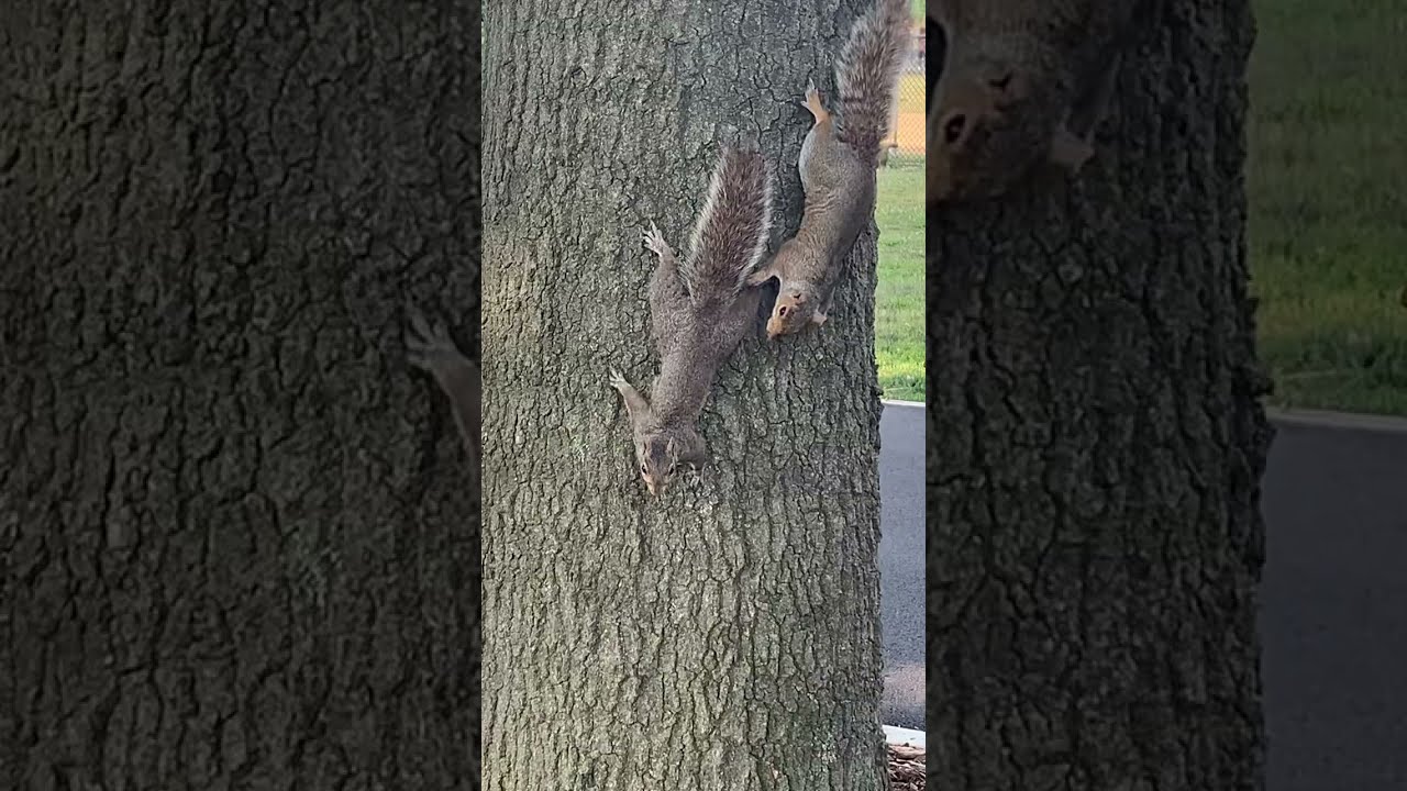 Insanely Wild Squirrel chase - get the dogs😜Out ❤️ #fierce