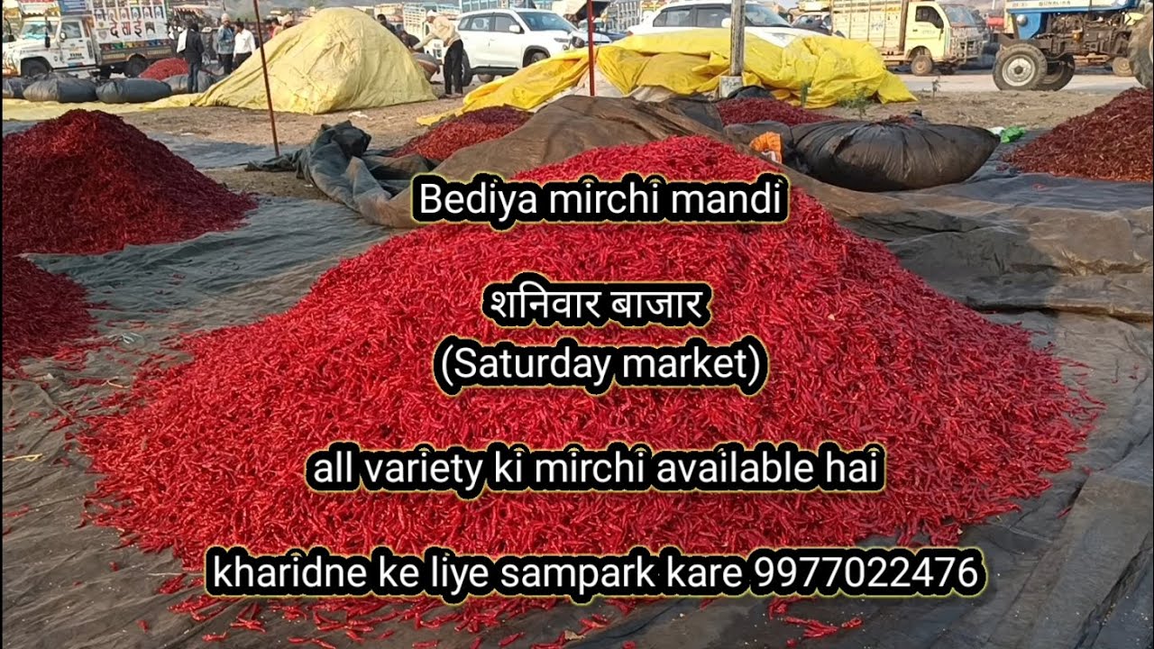 BEDIYA mirchi mandi 🌶️ cont.9977022476 #video #viral #trending #food #redchilli
