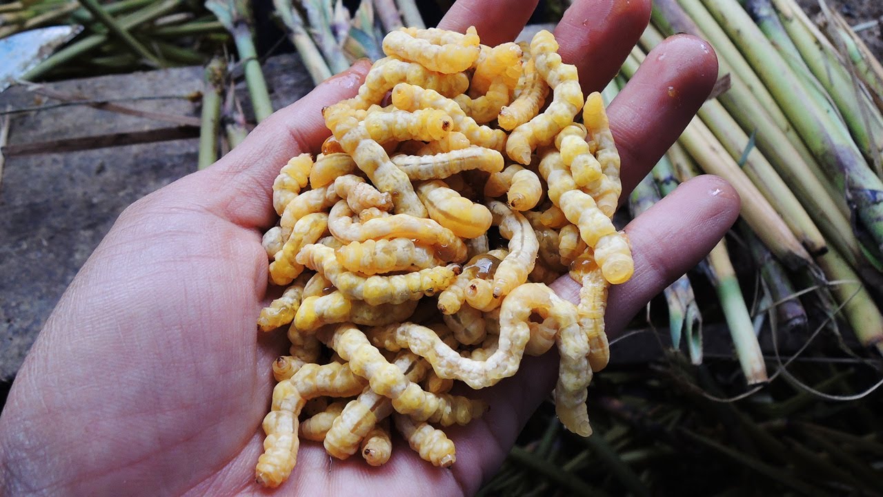 SÂU CHÍT NƯỚNG