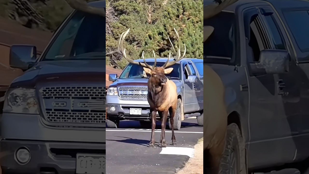 Elk: The Urban Dwellers