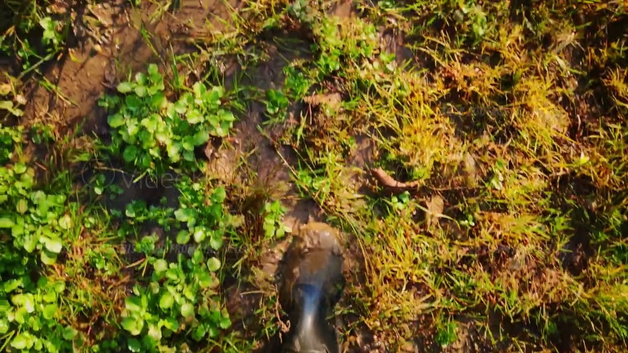 Personal perspective of man wearing wellies walking on wet dirty forest path and stepping into pools