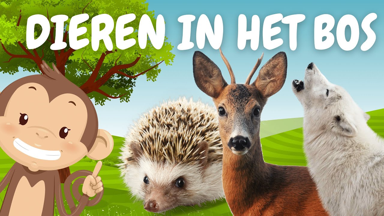 Dieren in het bos 🌳 - Woordjes leren voor kinderen