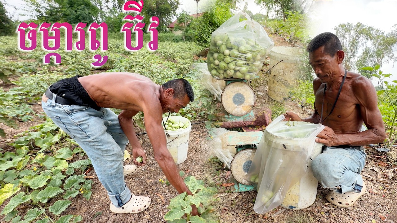 ចម្ការ ពូប៊ីវ ថ្ងៃនេះគាត់ផ្លែត្រប់លក់
