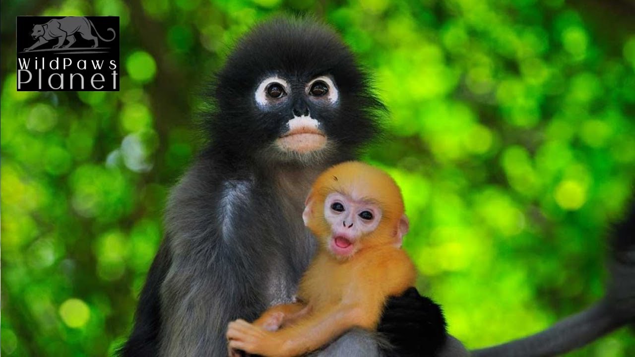 The Enchanting World of Dusky Leaf Monkeys