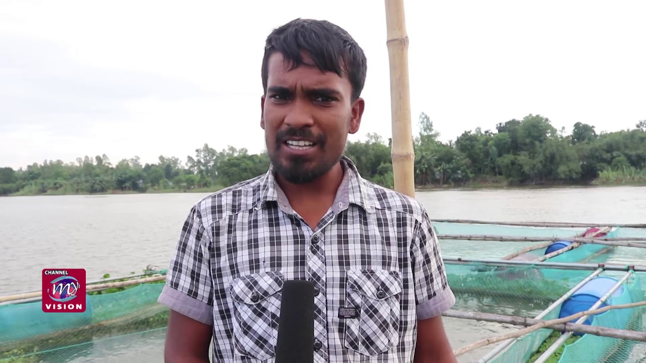 কৃষি | Krishi-নদীতে মাছ  চাষ  নেট পদ্ধতিতে | Net Fish Farm In River| Fish Farming in Cages |