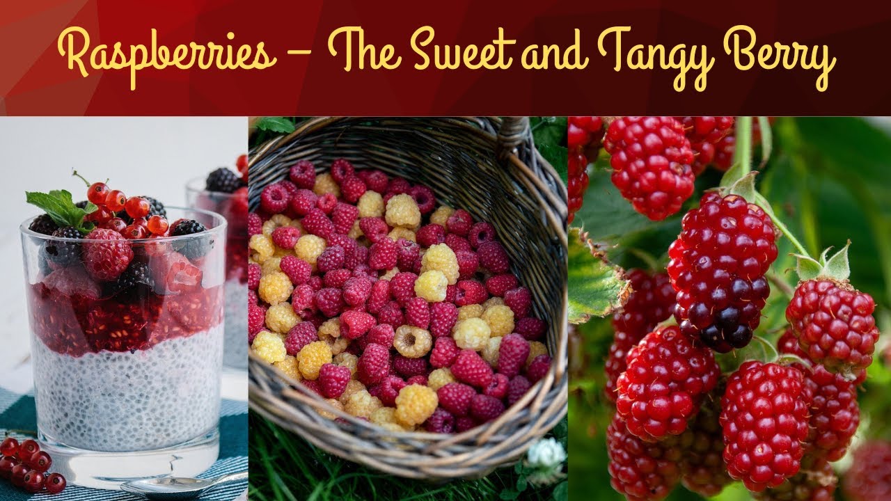 Raspberries – The Sweet and Tangy Berry || Nature's Beauty