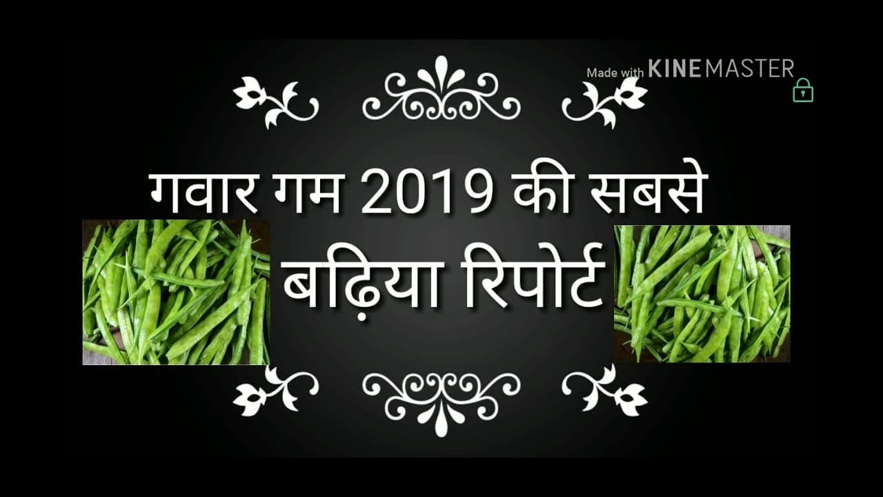 #5 Guar Seed report