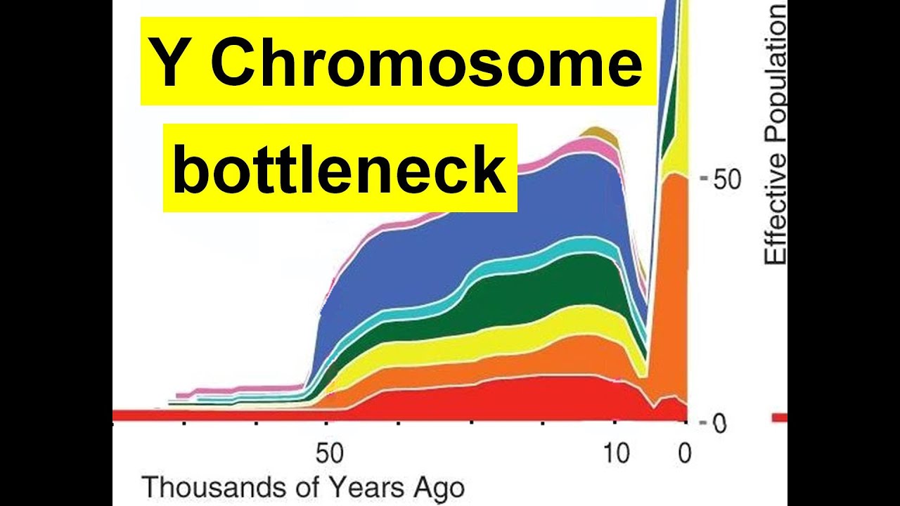 Y Chromosome bottleneck and the Younger Dryas cooling event