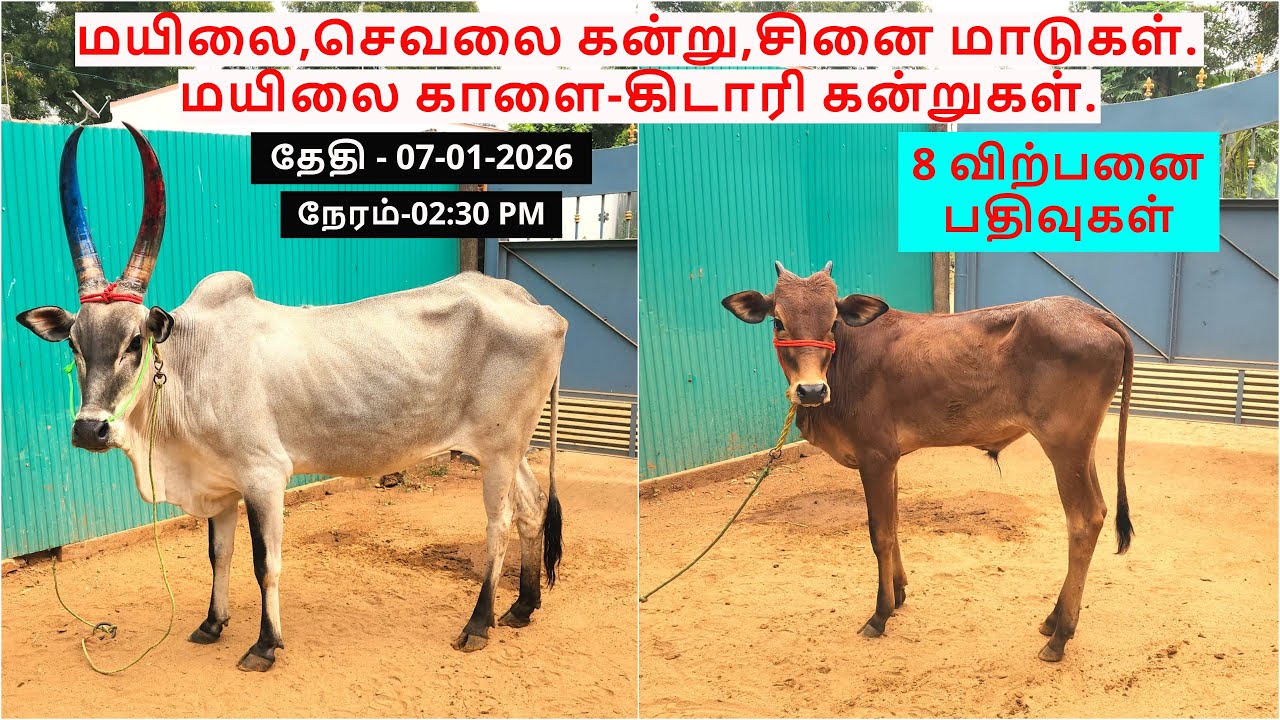 8-விற்பனை பதிவுகள்.மயிலை,செவலை கன்று,சினை மாடுகள்.மயிலை காளை-கிடாரி கன்றுகள்.