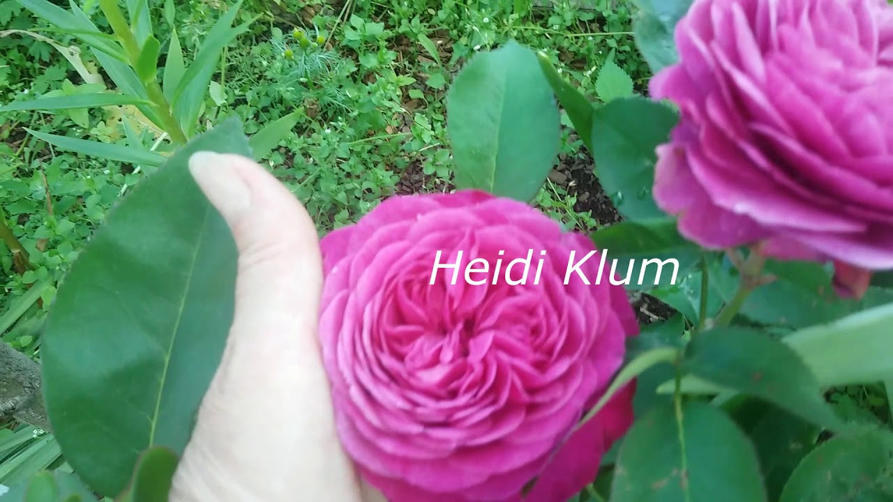 Розы в саду с названиями  300 роз Обзор 2. Что цветёт на 5 июля 2020.