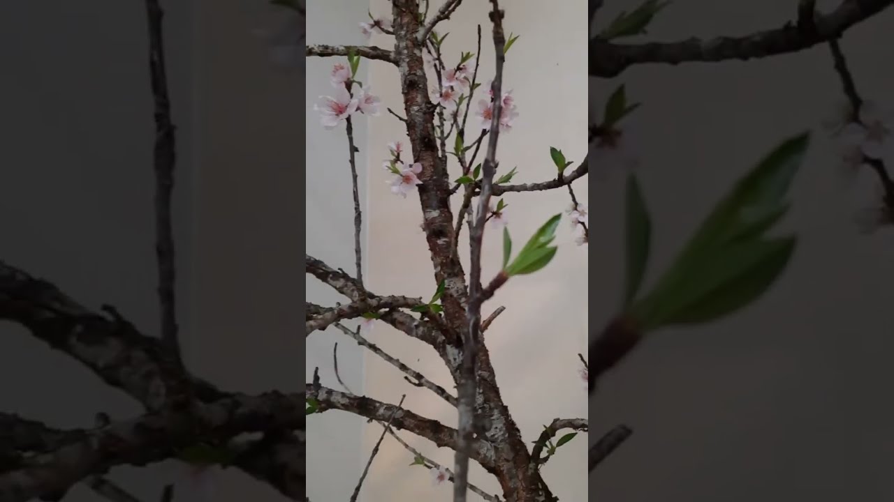 Đào tết