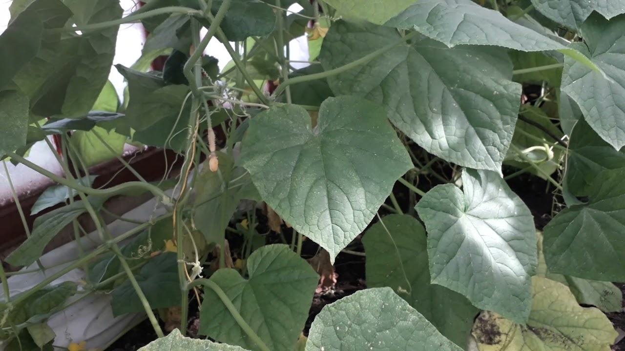 САМОЕ ОПАСНОЕ ДЛЯ ОГУРЦОВ🥒ТРИПСЫ И КАК ИЗБАВИТЬСЯ ОТ НИХ И СПАСТИ СВОЙ УРОЖАЙ🥒🥒🥒