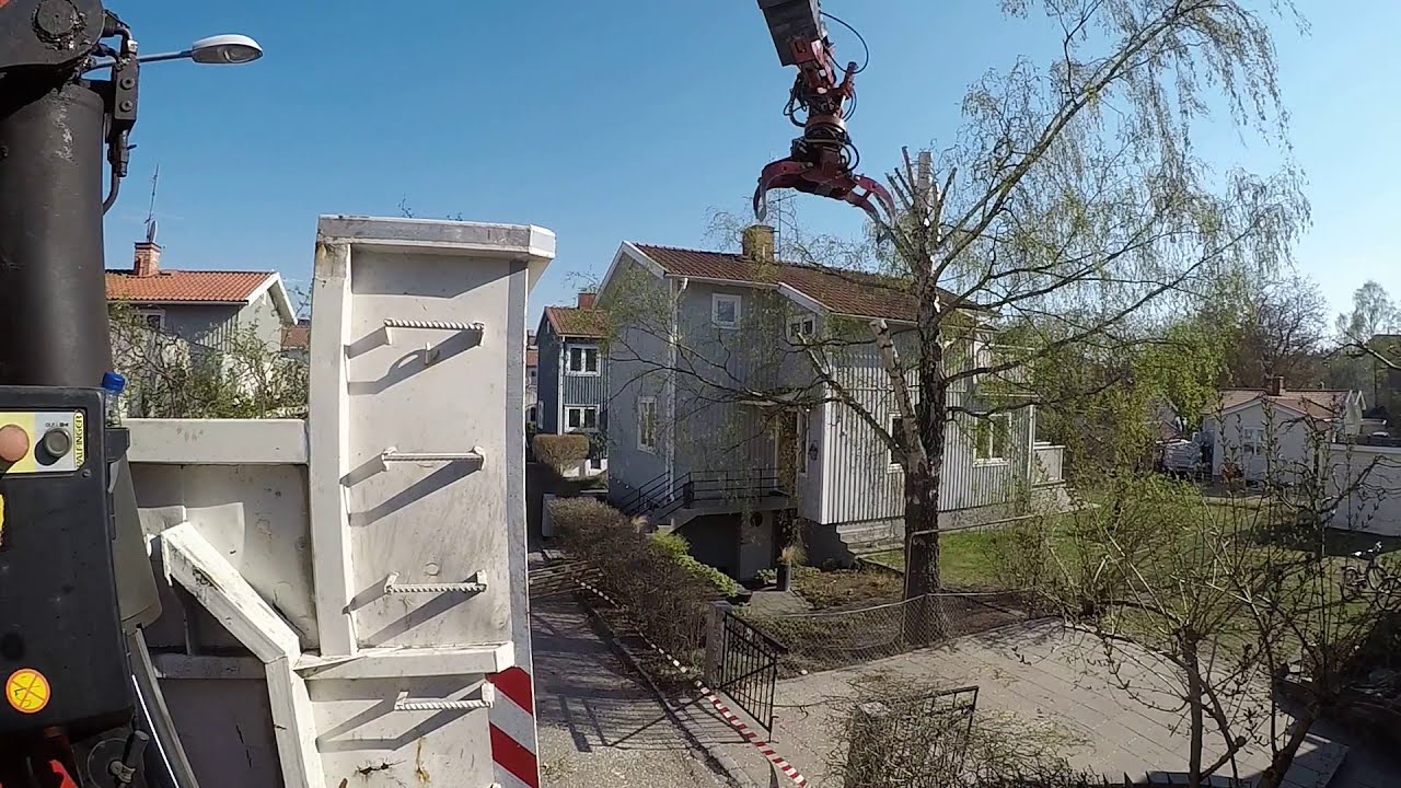 Sawtruck cutting down a birch near  houses