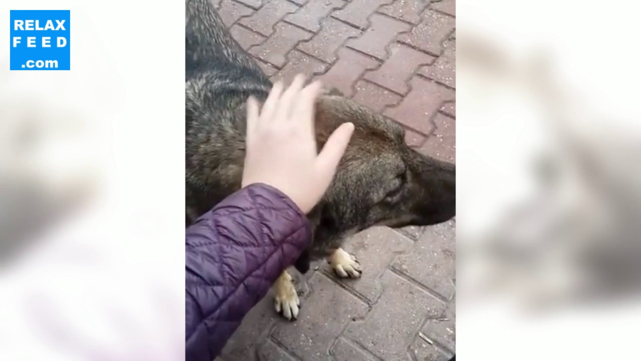 Stray dogs need love too