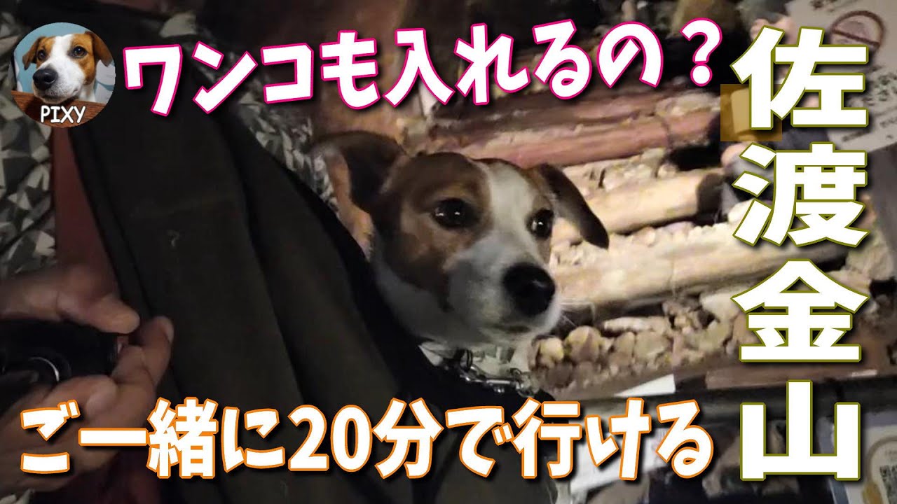 【佐渡金山】世界文化遺産 🐶も一緒に見学できるの？佐渡に行ったらあなたも愛犬と一緒に行ってみて~~~🐾🐩🐶