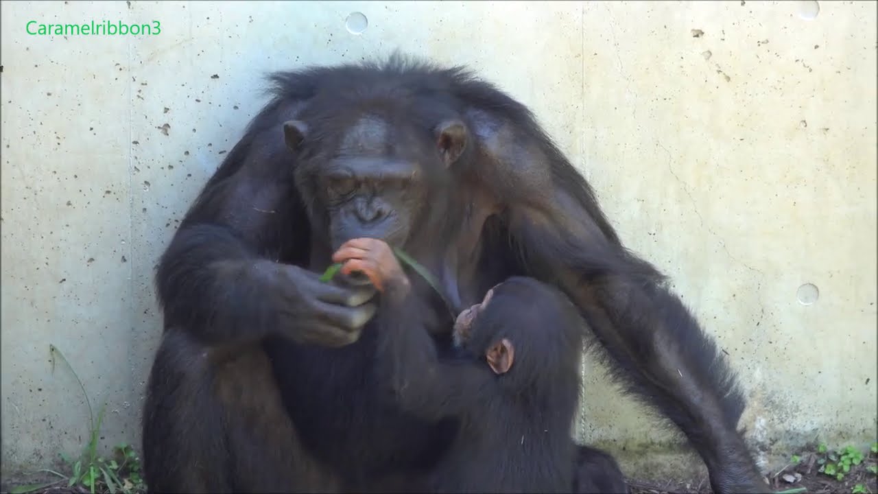 Aug 2020 Tama zoo chimps, Baby Ibuki and Baby Plum